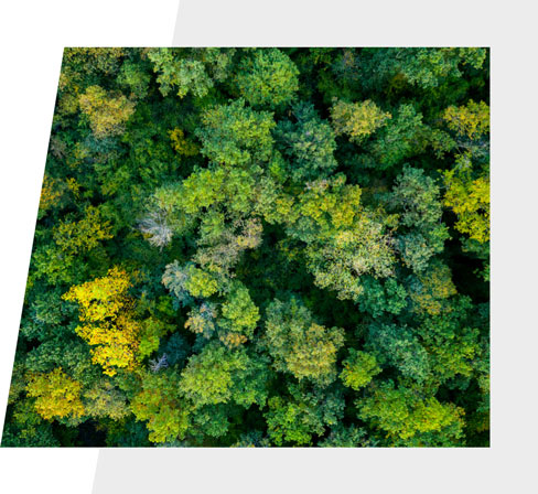 Bild vom Wald auf Stilelement | HolzLand Stoellger in Langenhagen